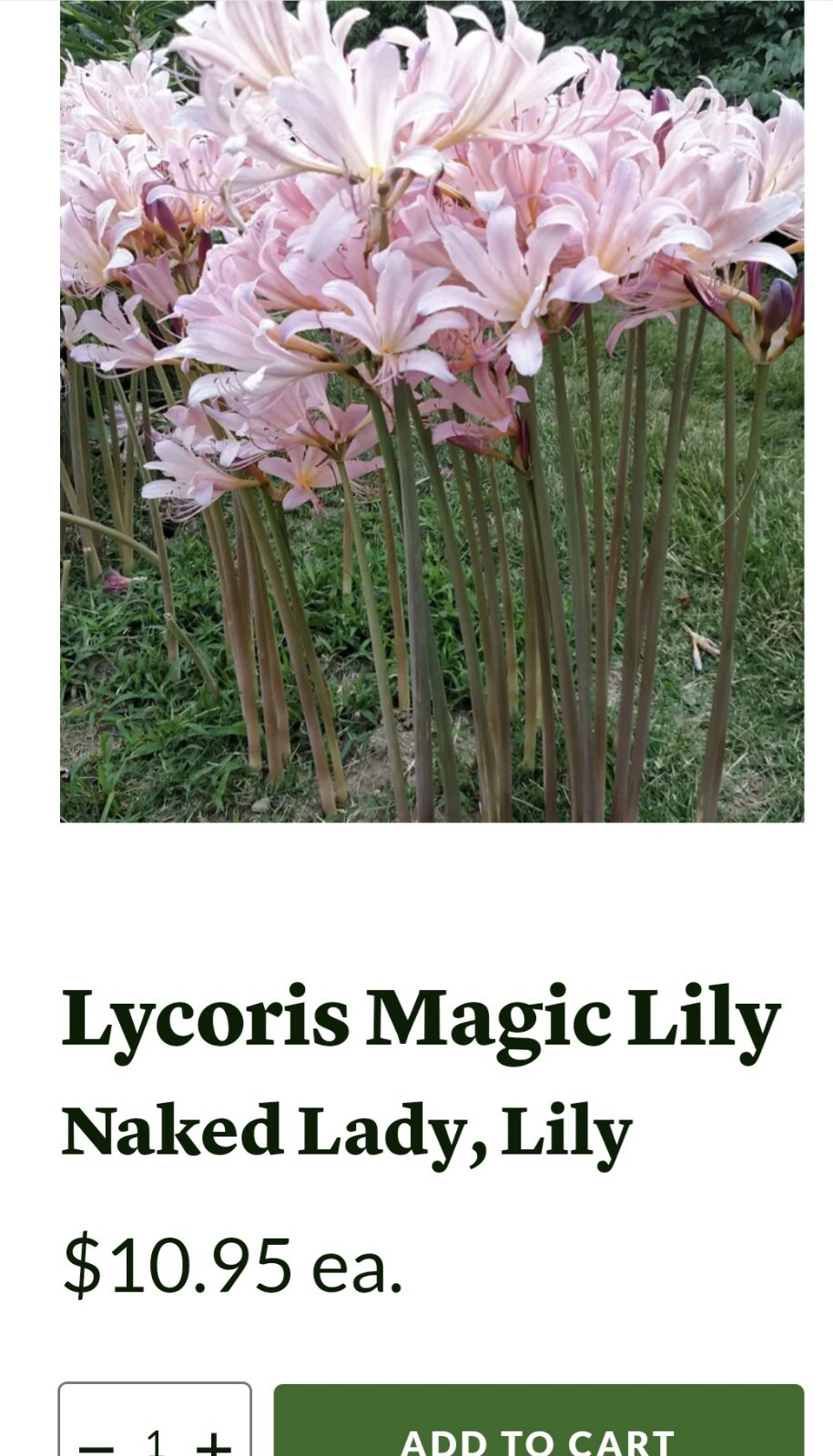 💗Naked Ladies Pink Lot of 10 – Surprise Lycoris Lily Blubs. $27.00