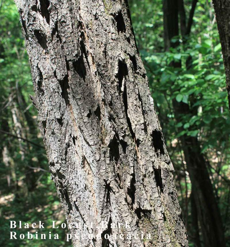 1-1000 PCS Black Yellow Locust False Acacia Tree Seeds Robinia Pseudoacacia 0147