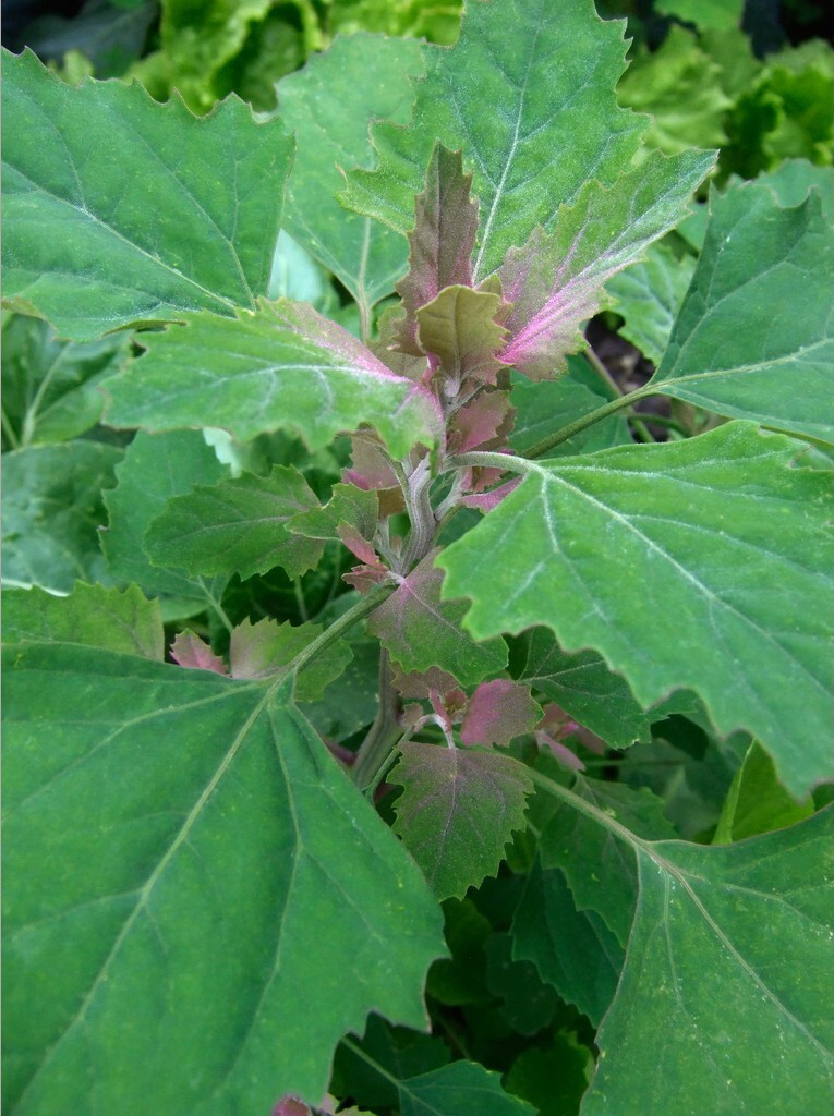 Lambs Quarters – TWO VARIETIES 400+ SEEDS – 2023 Harvest – Chenopodium Album