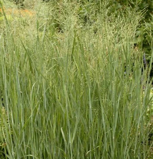 SWITCH GRASS SEEDS 500+ Panicum Virgatum PERENNIAL ORNAMENTAL GRASS US FREE SHIP