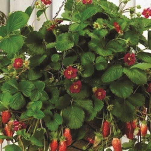 Strawberry “Tarpan” 100+ seeds for propagation