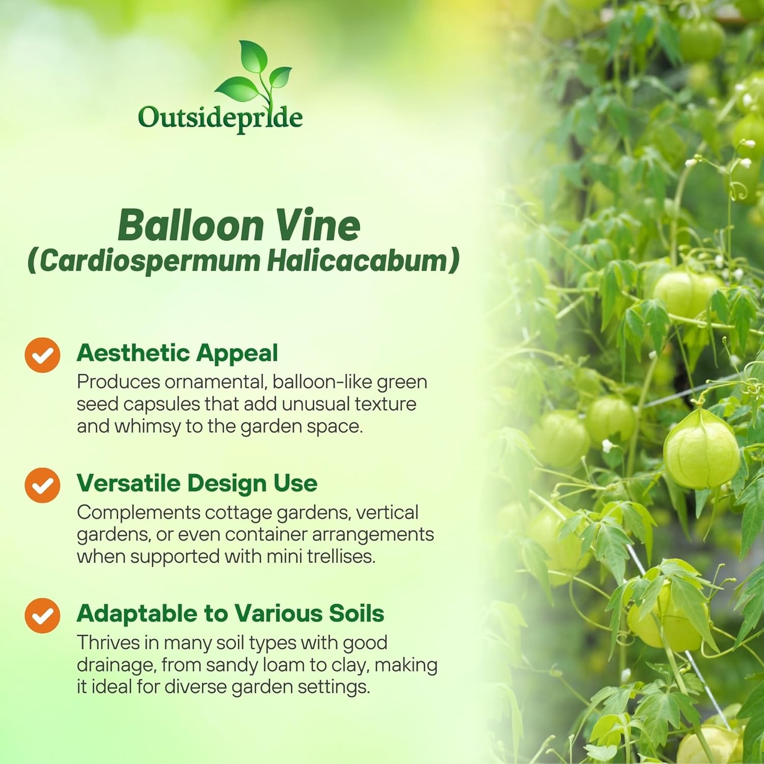 100 Seeds Cardiospermum Halicacabum Seeds – Balloon Vine Flower Seeds