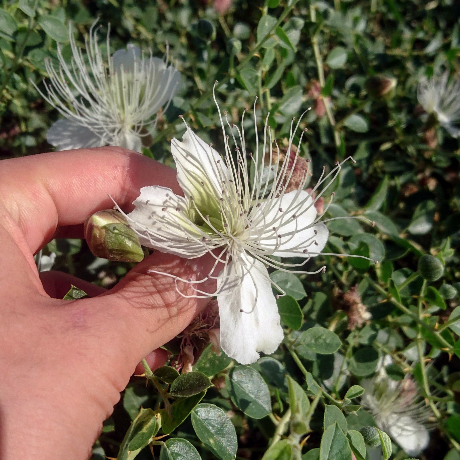Capparis spinosa 100 Seeds – Caper Bush