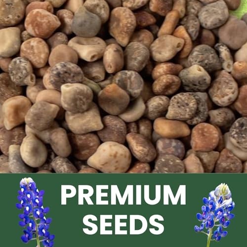 Texas Bluebonnet – 400 Seeds for Planting – 2026 Season – 0.5 Ounce 1/2 Ounce