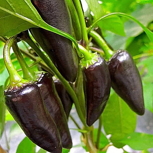 Purple Jalapeno hot chili pepper seeds non-gmo heirloom open pollinated