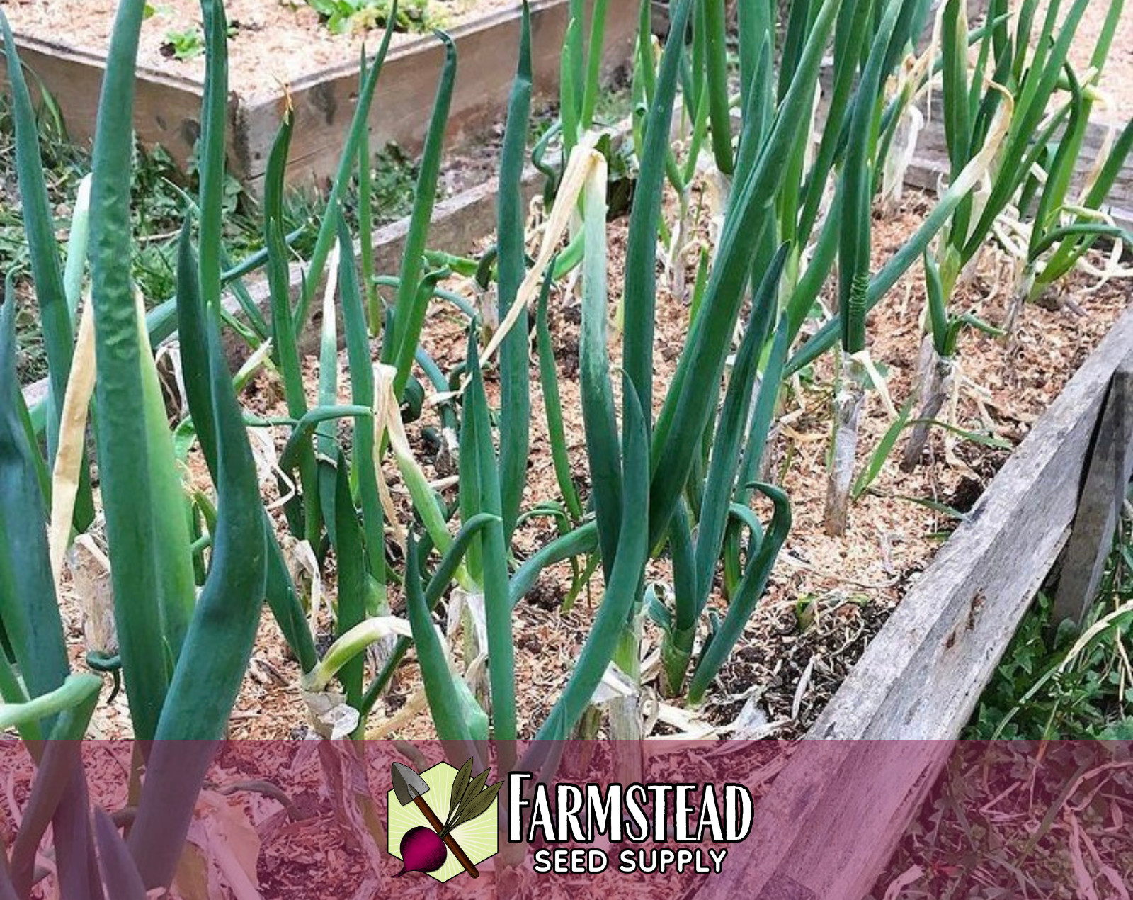 1300+ Bunching Onion Seeds [Tokyo Long White] Vegetable Gardening Seed, Heirloom