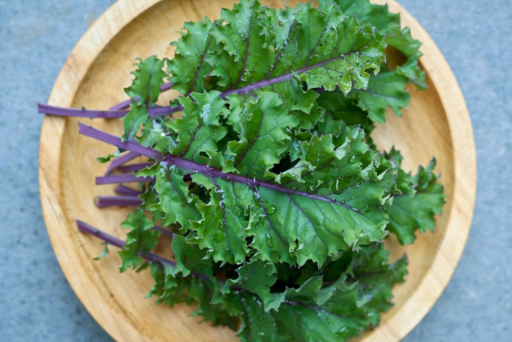 500 RED RUSSIAN KALE SEEDS ~ heirloomseedguy ~ 2026 ~ NON-GMO