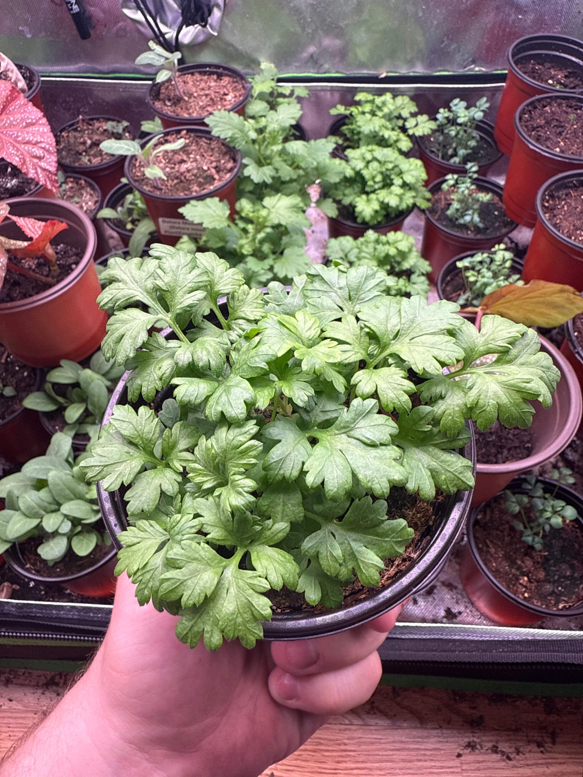 100 Feverfew Seeds (Chrysanthemum parthenium)