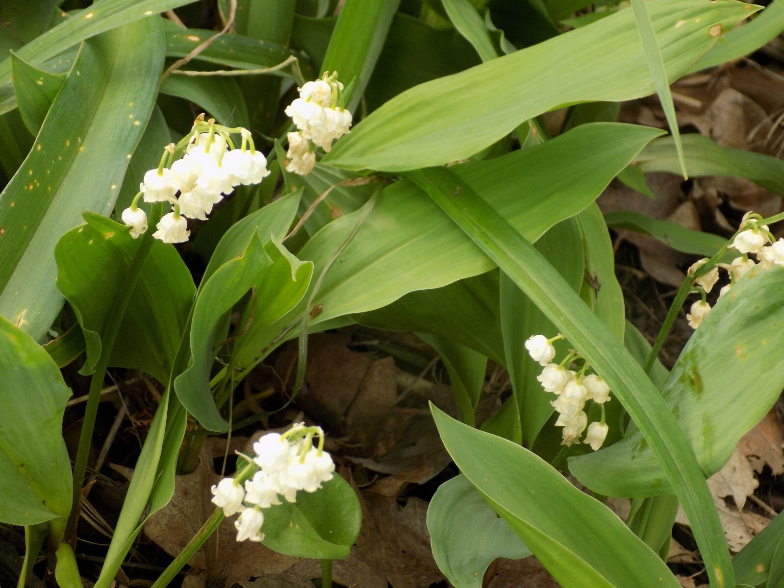 Lot of 8 Lily of Valley pips– which have yet to bloom!