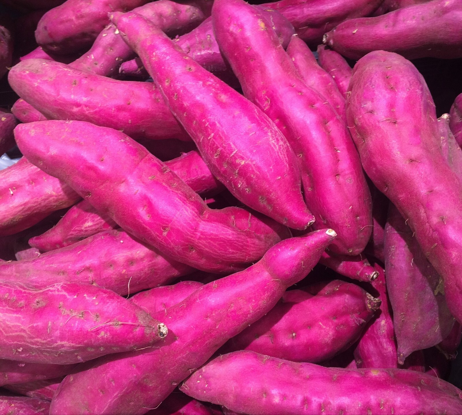 Japanese Murasaki Sweet Potatoes Beni Imo Planting or Cooking Non GMO
