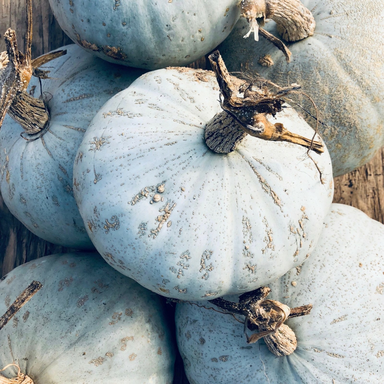 Sweet Meat Squash Seeds 15 Ct Winter Vegetable Garden NON-GMO USA FREE SHIPPING