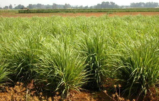 100+ Lemongrass Seeds, Heirloom & NON-GMO, Always Fresh Seeds for Your Garden
