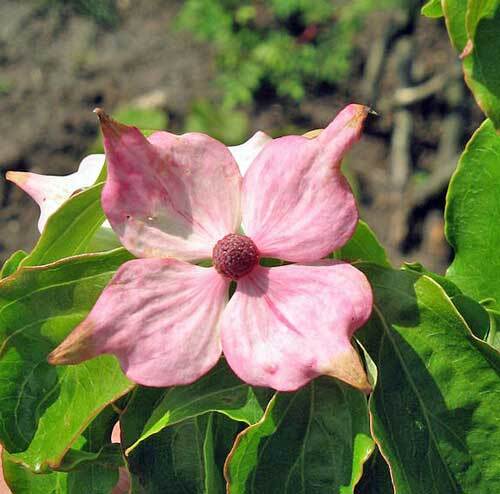 Cornus capitata | Himalayan Dogwood | Bentham’s Cornel | 10 Seeds