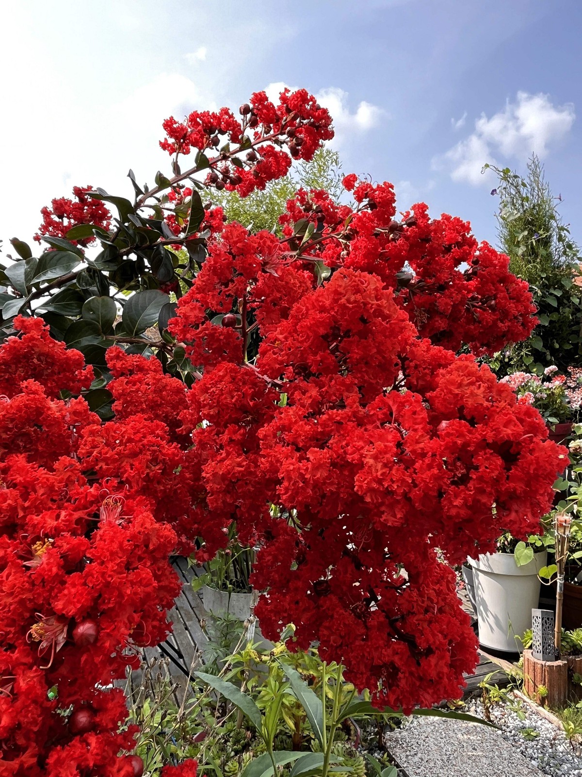 1000 Bulk CREPE MYRTLE Mixed Colors Lagerstroemia Indica Tree Shrub Flower Seeds