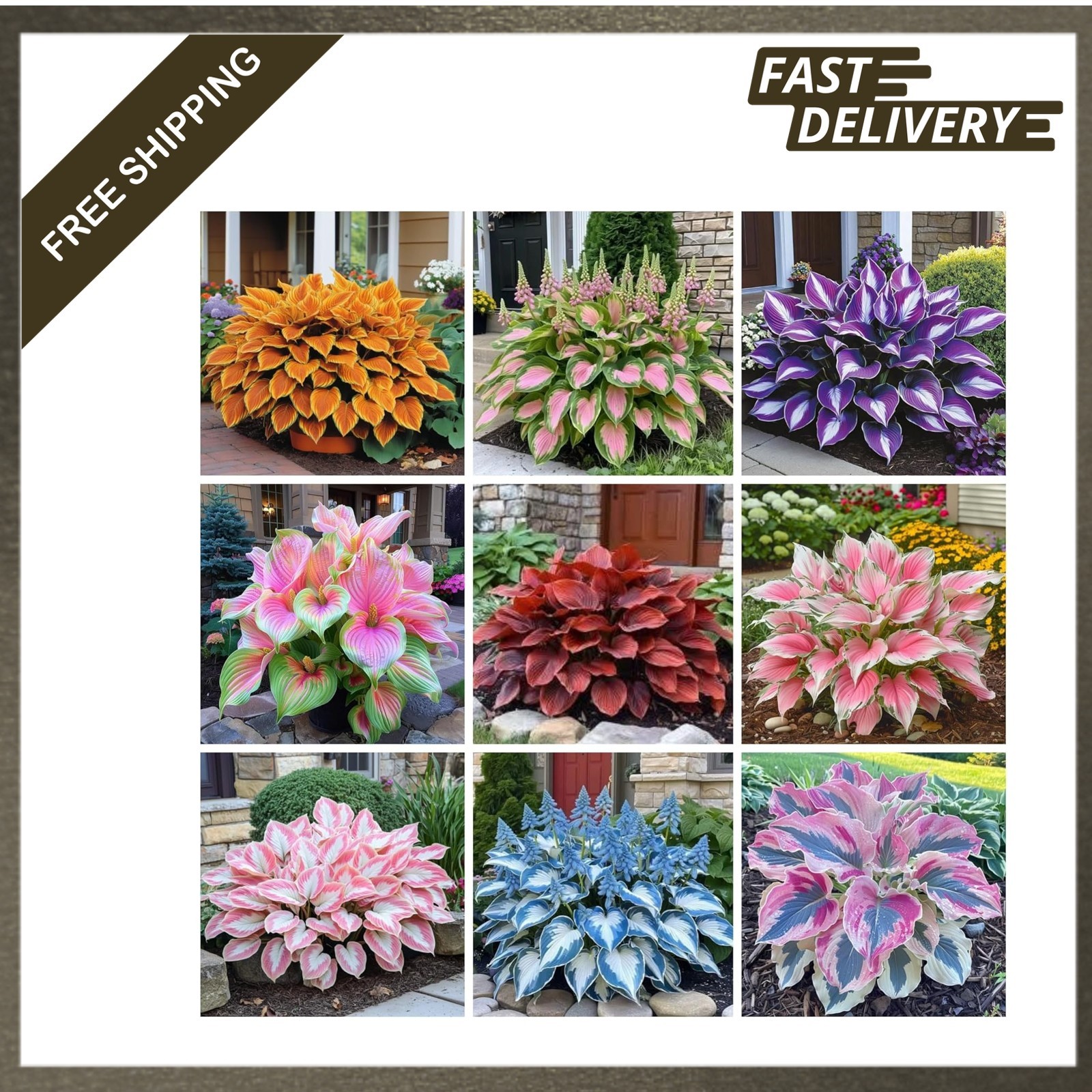Hosta Seeds 330 Plus for Planting Perennial Outdoor Garden Pollinator Attracting