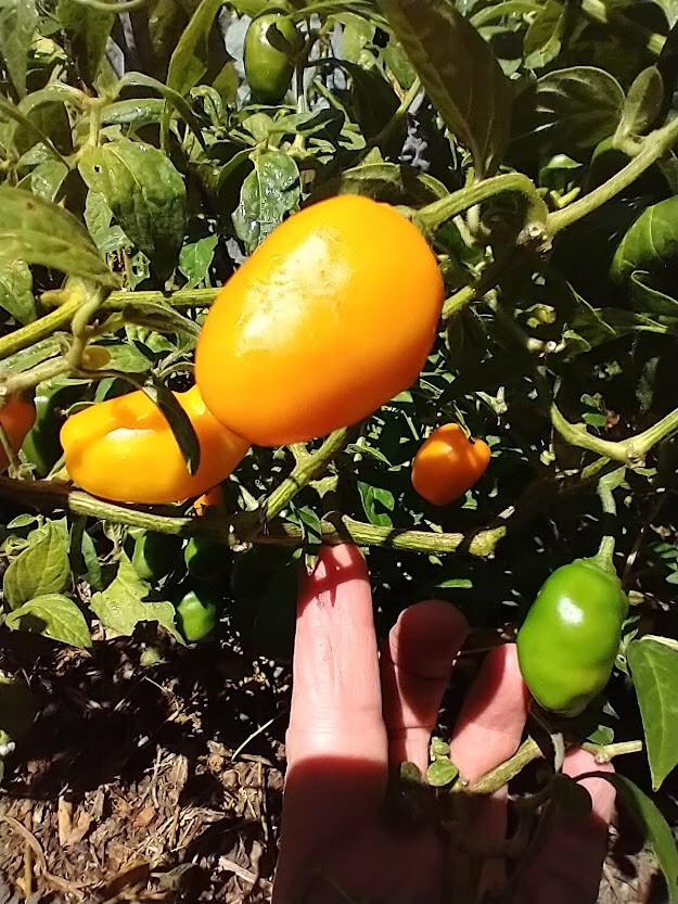 Honey Badger Manzano Chile pepper seeds (FREE SHIPPING to USA) (24)
