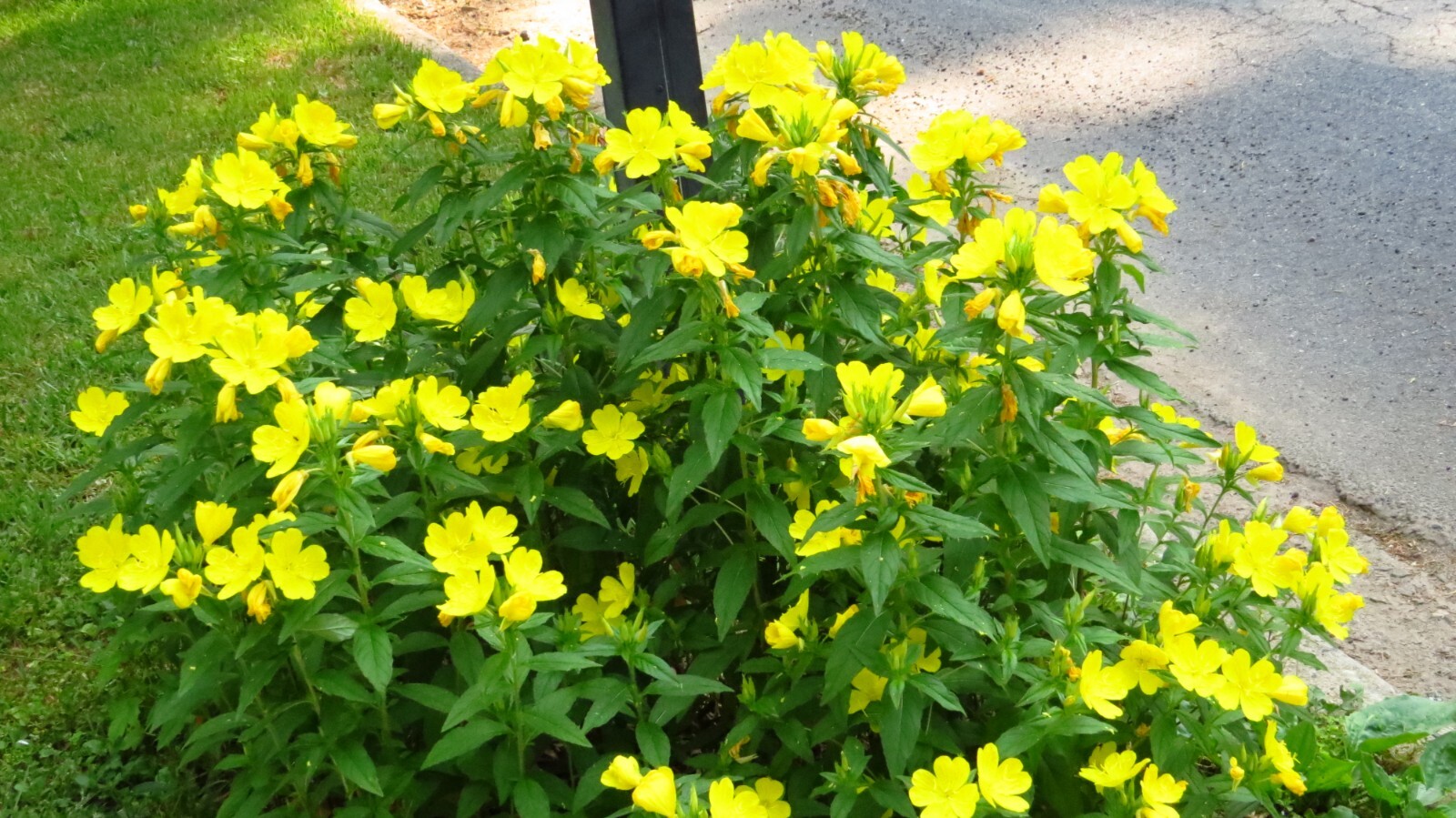 25 Common Evening Primrose Seeds, Yellow Flower Clusters.Perennial.