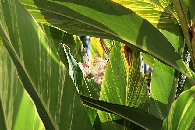 Alpinia zerumbet | Shell Ginger | 10 Seeds