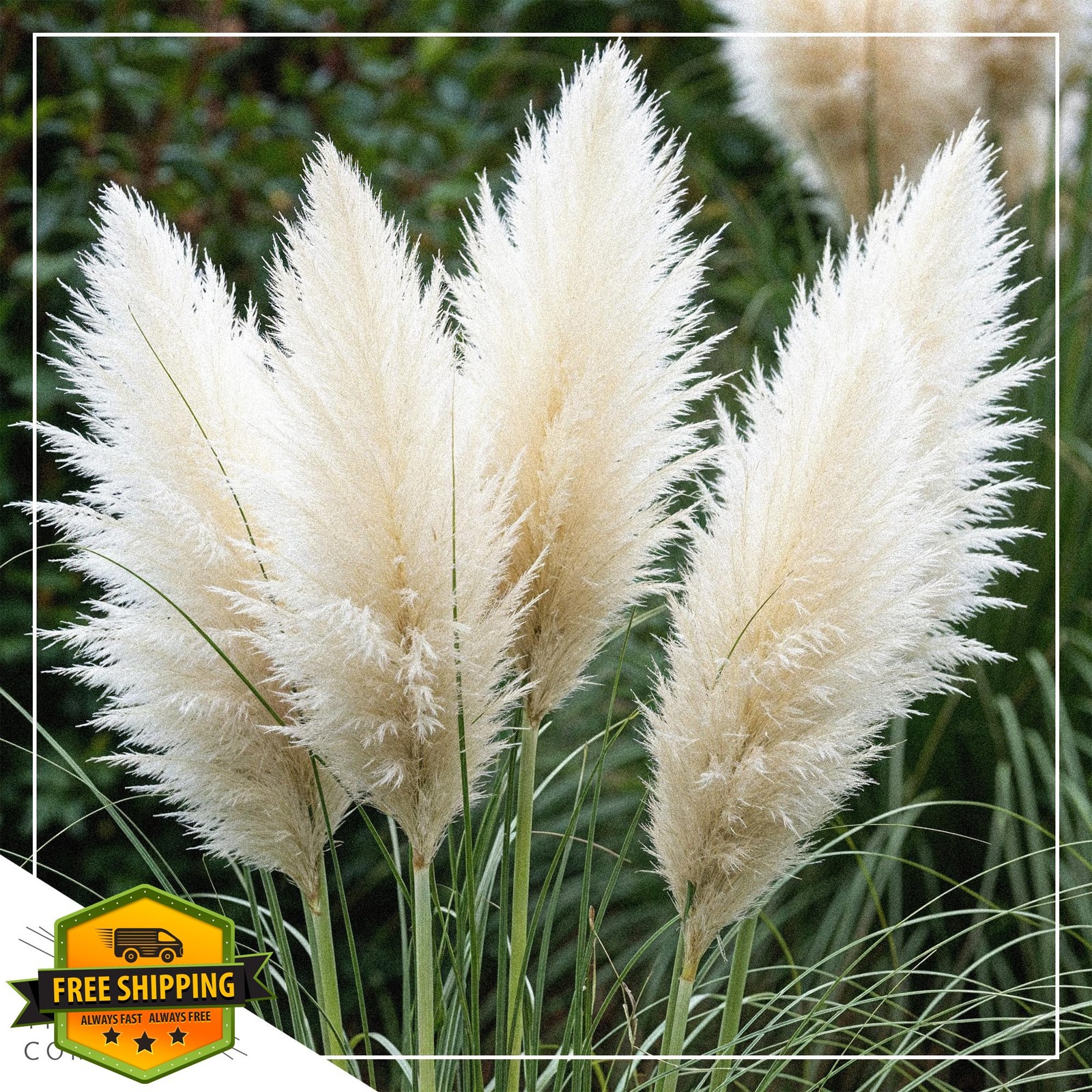 The Three Company Pampas Grass 2 Pack White Pink