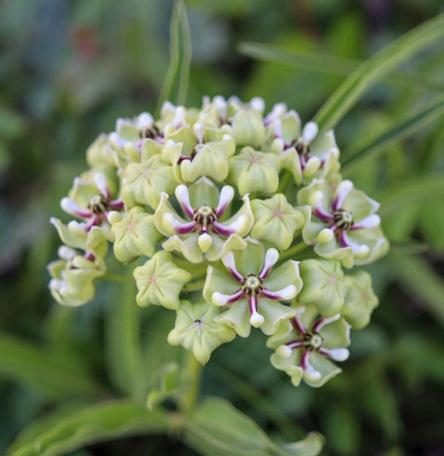 Milkweed SPIDER Monarch Butterfly Host Plant Loves Heat Texas Non-GMO 30 Seeds