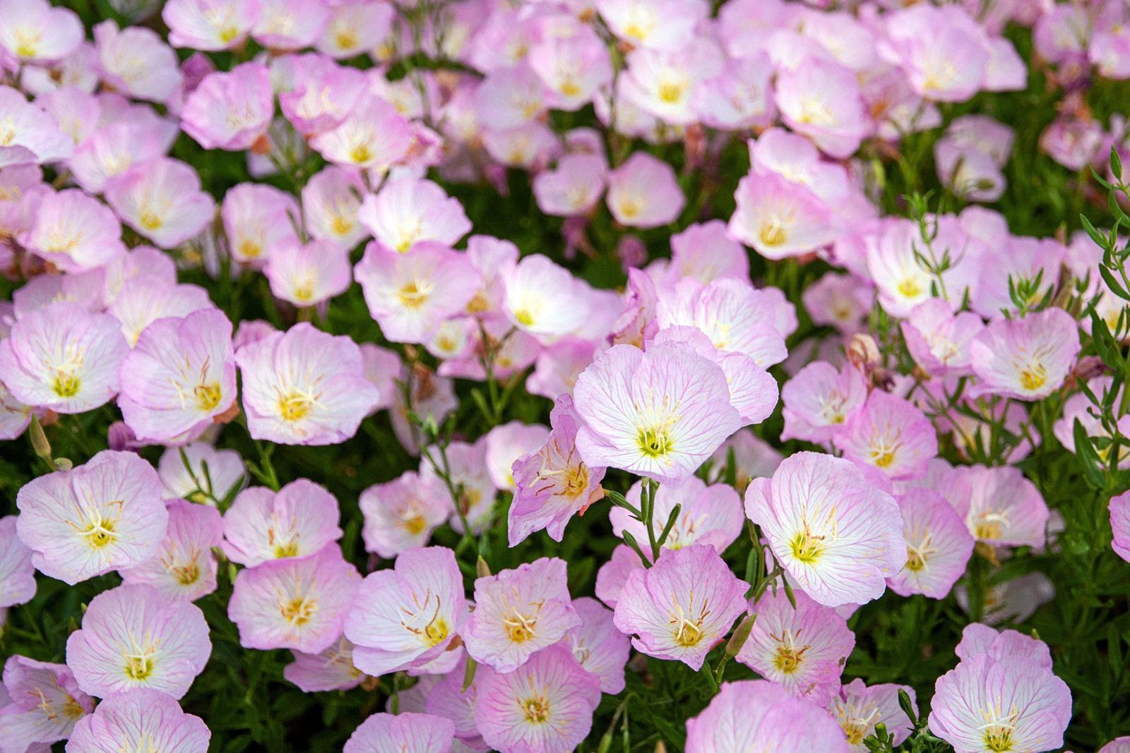 1000 Showy PINK EVENING PRIMROSE Pink Ladies Oenothera Speciosa Flower Seeds