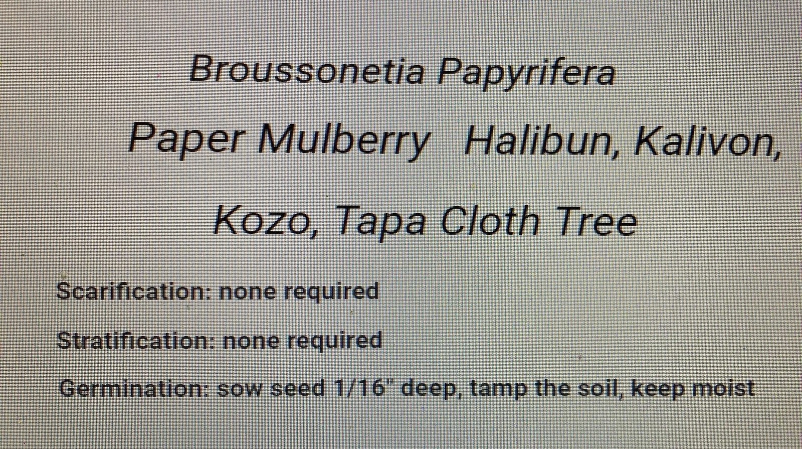 Paper Mulberry Seeds Broussonetia Papyrifera Tree Seeds Grow Guide USPS