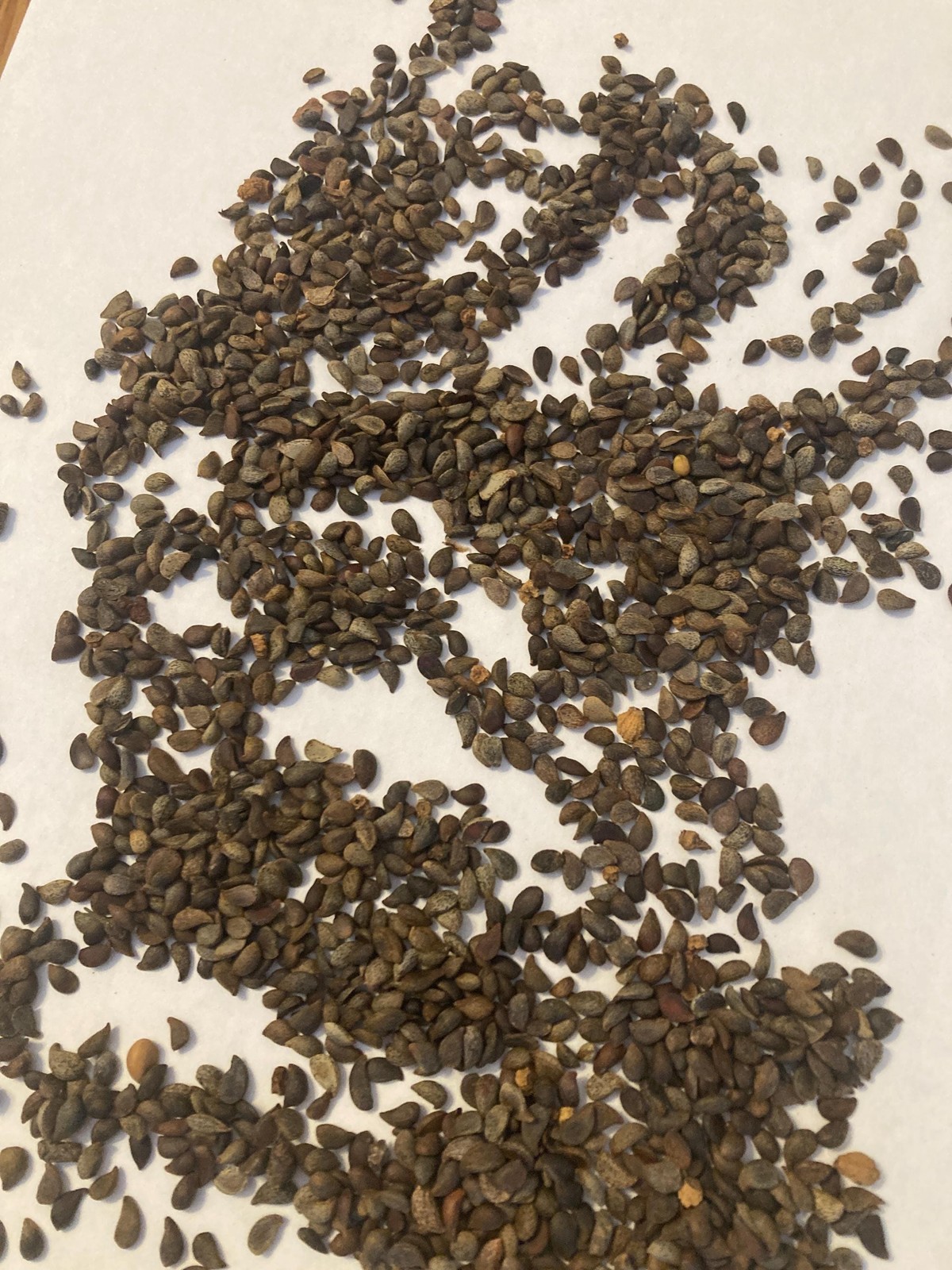 Bradford Pear Seeds (Pyrus Calleryana) Callery Pear