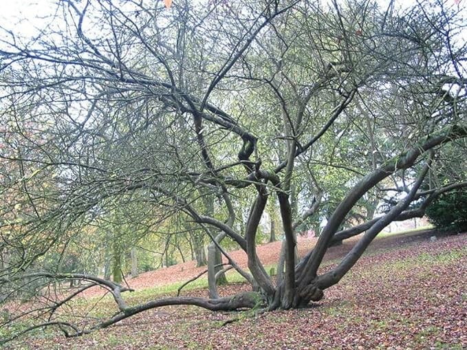Cherry Plum Tree Seeds for Planting – Prunus cerasifera – Popular Tree/Bonsai