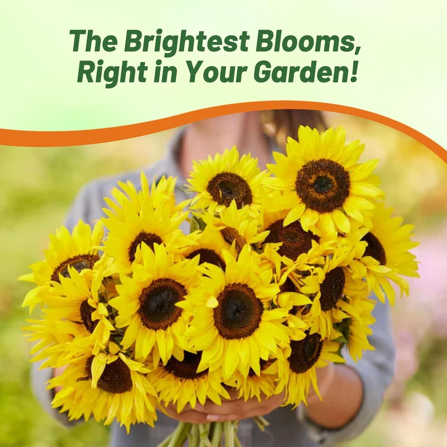 1 LB Sunflower Seed – Sunflower Sunspot Dwarf Flower Seeds