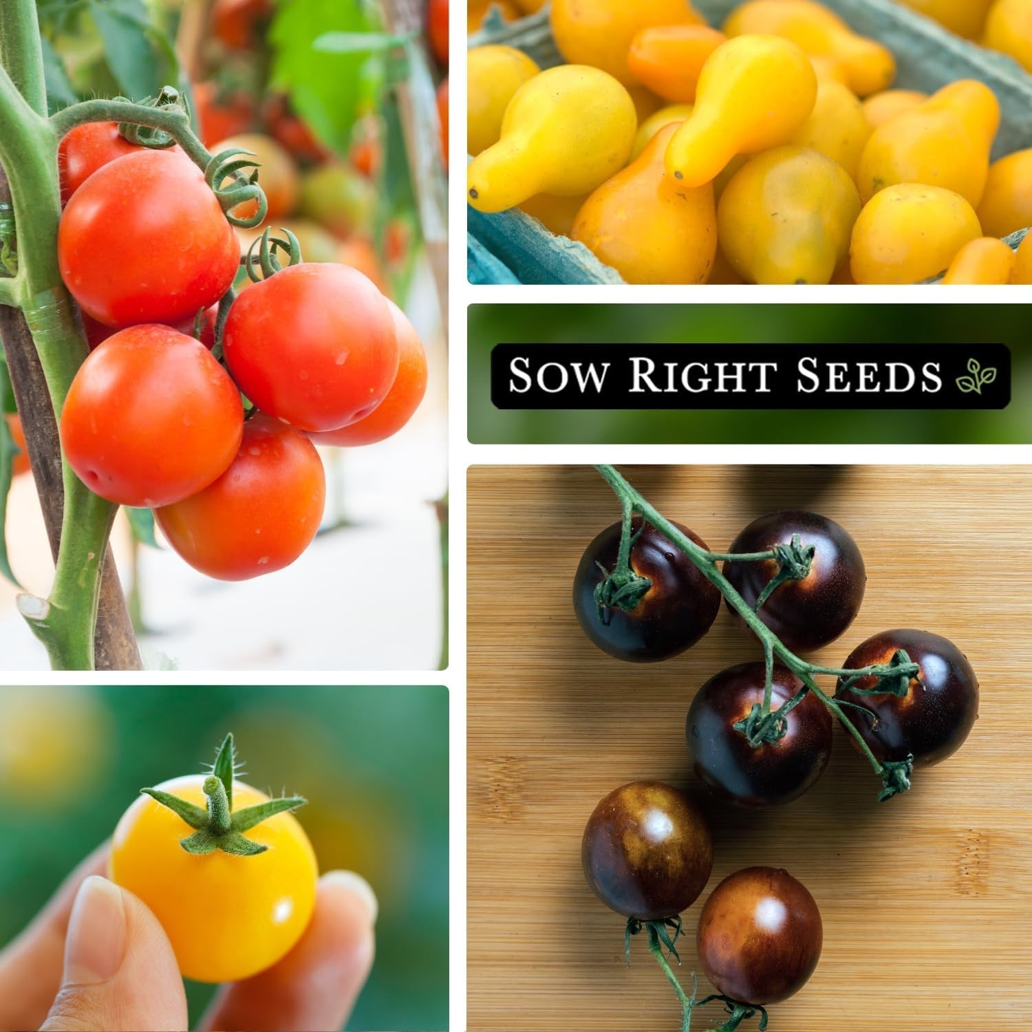 Cherry Tomato Seed Collection for Planting – Black, Large Red, White, Orange,…