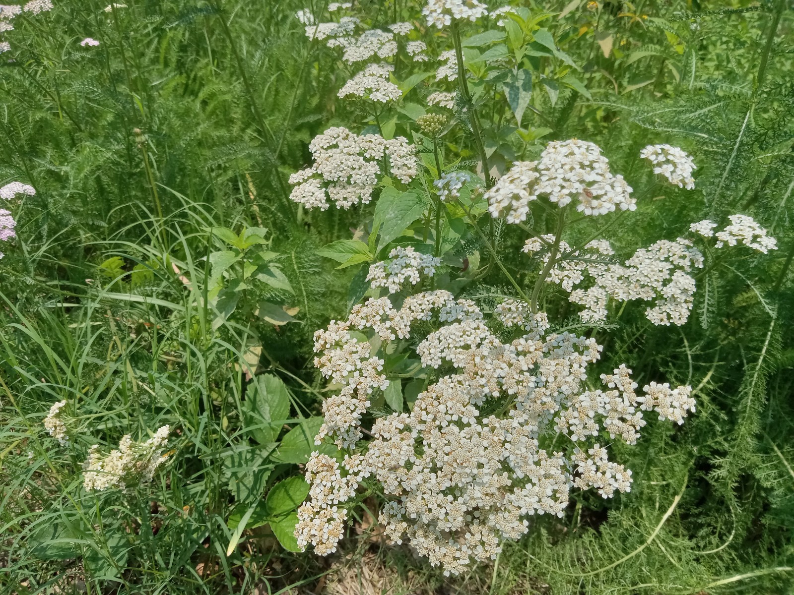 Yarrow Seeds 1000 White & Pink Achillea Millefolium Medicinal Mosquito Repellant