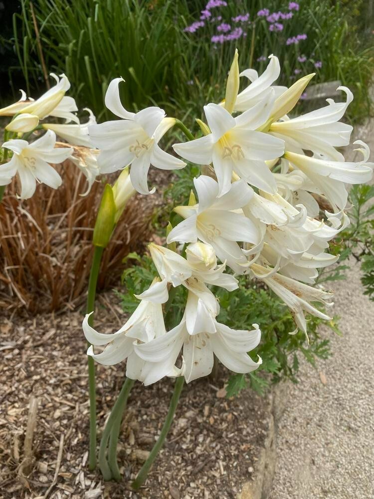 RARE WHITE~AMARYLLIS BELLADONNA~NAKED LADY FLOWER BULB HARDY ZONES 7-10 FRAGRANT