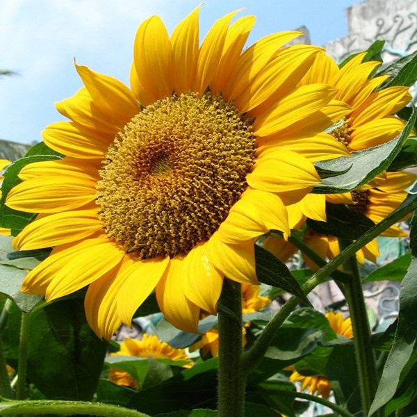 1000+ Annuals & Perennials WildFlower Mix Heirloom Pollinator Non-GMO Fresh Seed