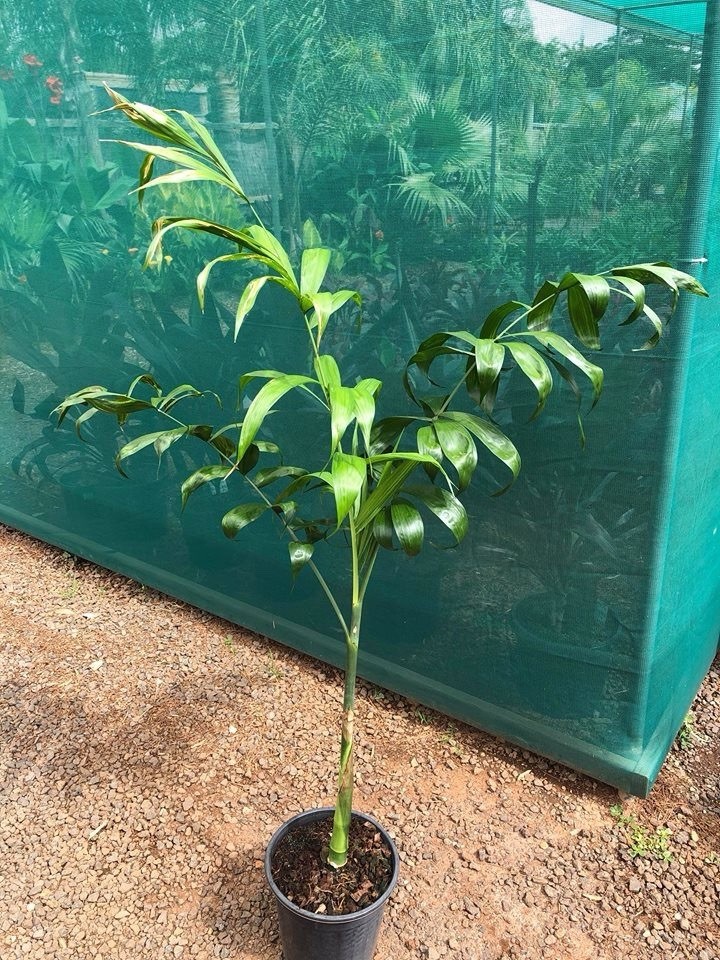 Rare – Chamaedorea Klotzschiana Palm Seeds – Highly Endangered Rainforest Exotic