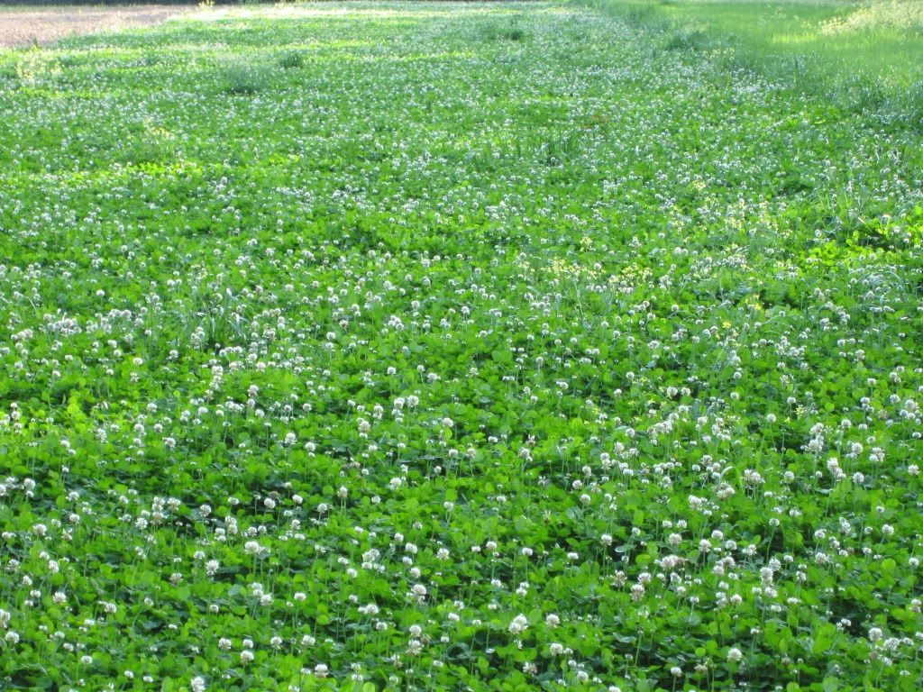 Rackmaster Durana Clover Seed – 5 Lbs.