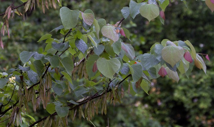 30 Eastern Redbud tree seeds