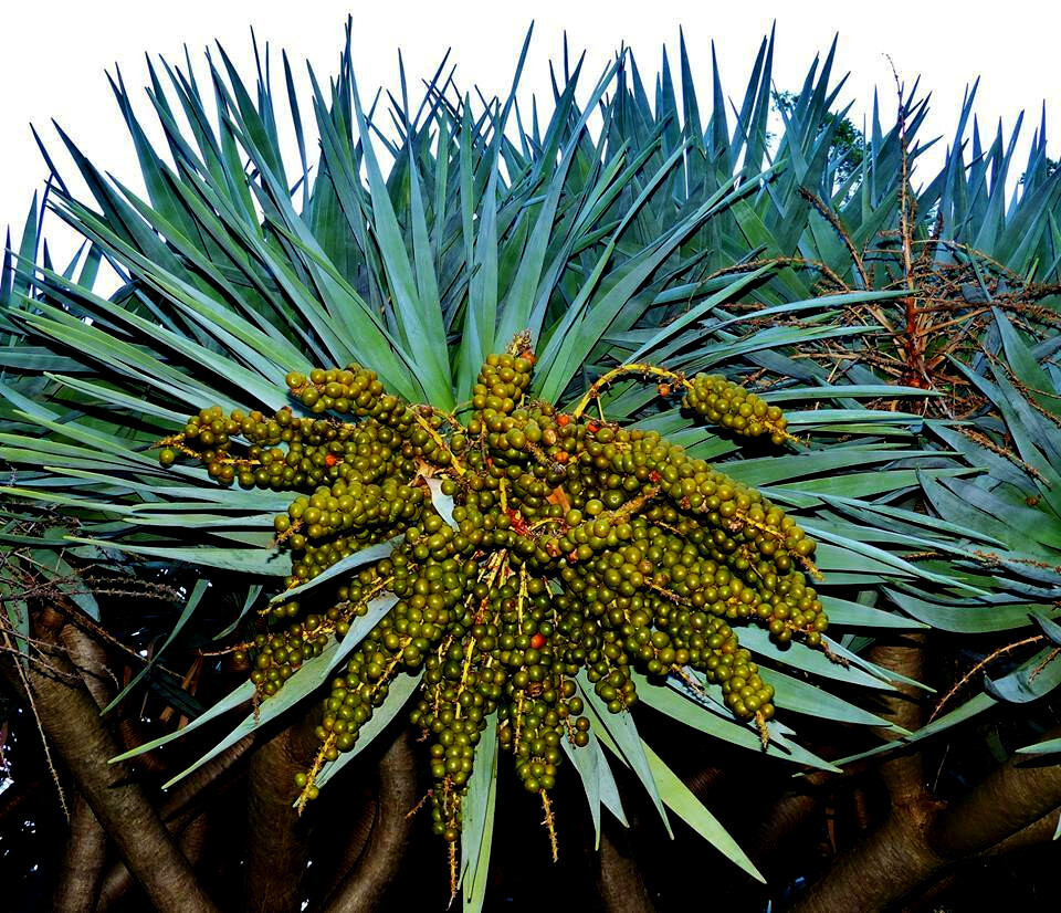 10 Dragon’s Blood Tree Seeds (Dracaena draco) Exotic Canary Island Palm Bonsai