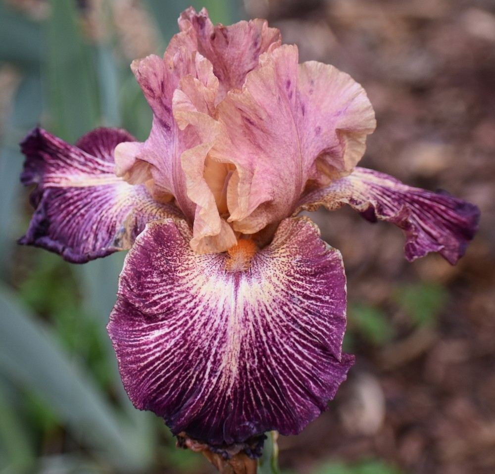 ‘Artistic Web” TB Bearded Iris Rhizome PRE-SALE to Ship Aug/Sept