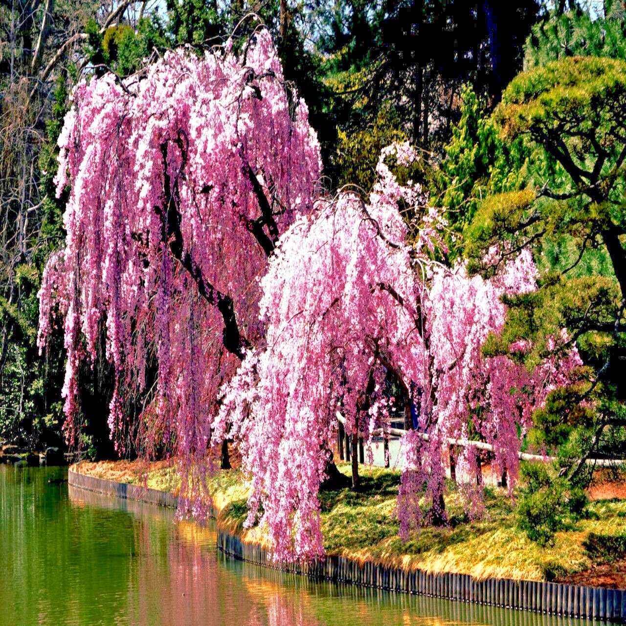 Japanese “WEEPING SAKURA” Cherry Blossom Flower Tree Seeds (pendula) Fast Hardy