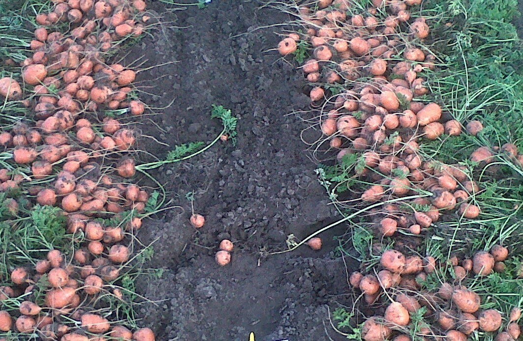401+PARISIAN Round CARROT Seeds French Heirloom Vegetable Garden Container Easy
