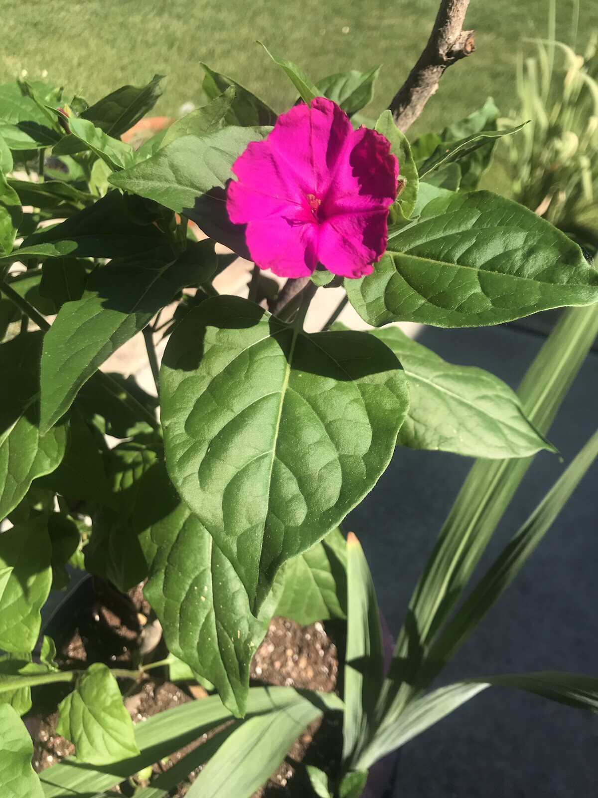 Mirabilis jalapa 4 o’clock seeds magenta pink 25 SEEDS