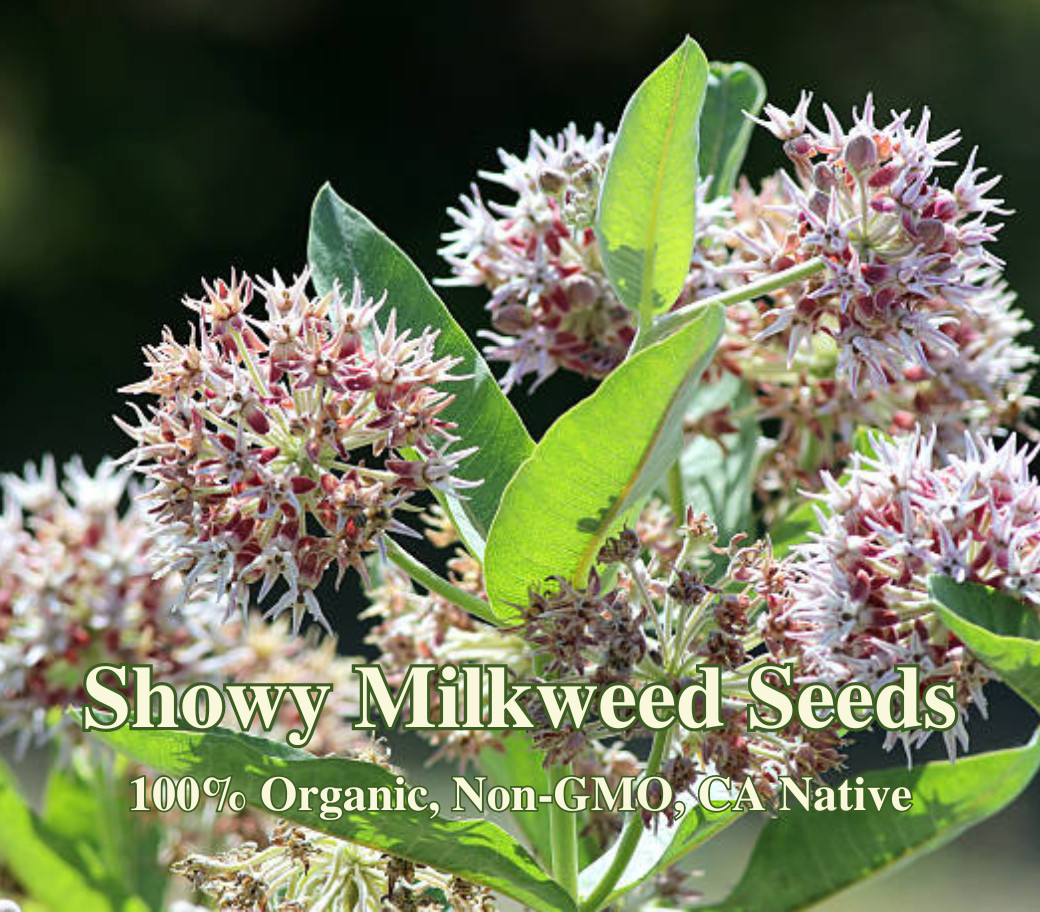 Butterfly Garden Seed Mix – Native California Wildflowers