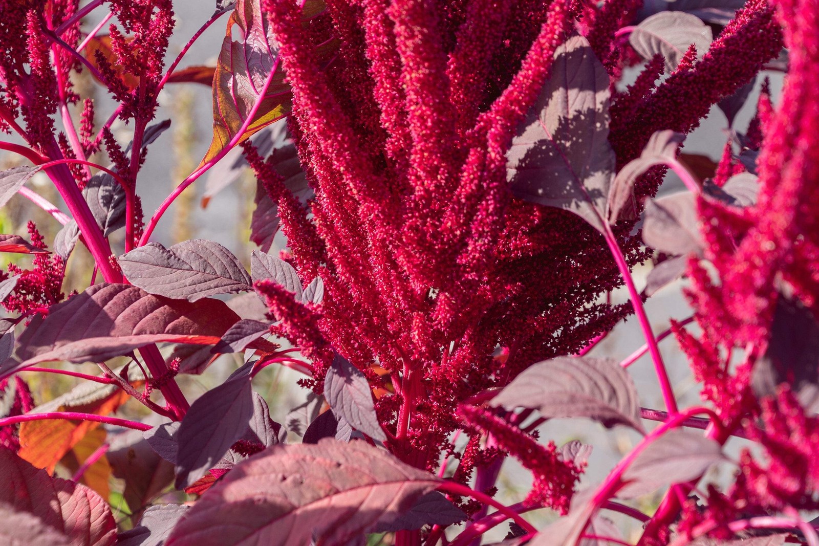 250 BURGUNDY AMARANTHUS Hypochondriacus Amaranth Grain Vegetable Flower Seeds