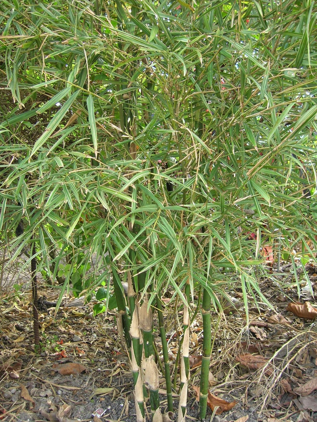 100 Dwarf Malay Verigated Bamboo Seeds Perennial Ornamental Privacy US SELLER