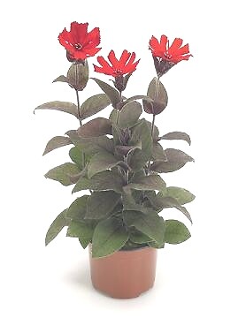Lychnis haageana Lumina Red-Bronze Lf 250 seeds