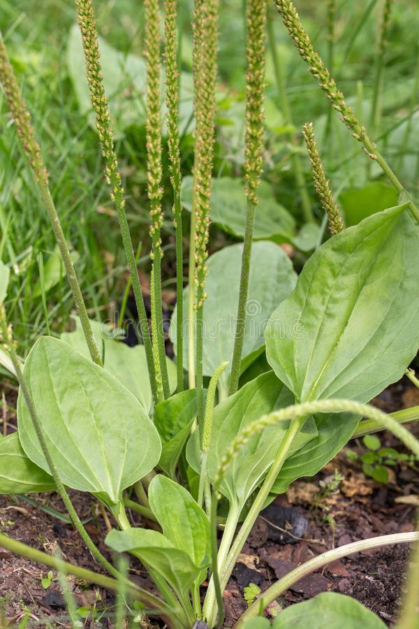 Pennsylvania–Organic Broadleaf Plantain Seeds~Plantago major +100 seeds Non-GMO