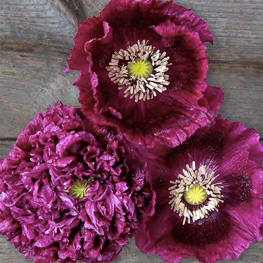 Tall Dark Purple Black Beauty Poppy Seeds – 300 Fresh Flower Seeds for Planting