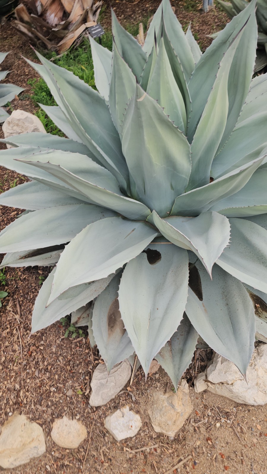 100 Agave Ovatifolia cv. ‘Vanzie’ Seeds (Whales tongue agave) [Cold Hardy 10F]