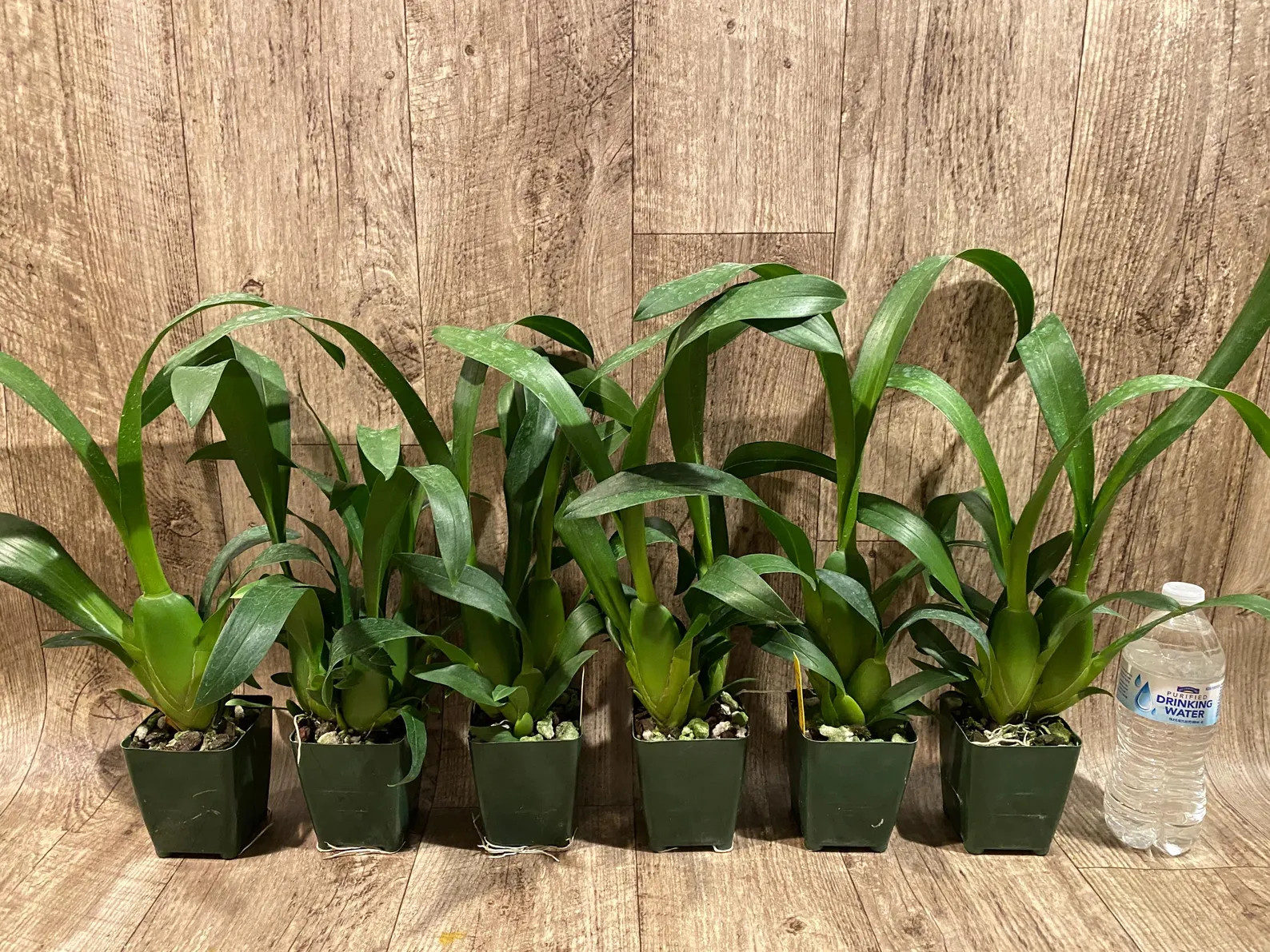 Fragrant – Miltassia Charles M. Fitch ‘Izumi’ (BS, 3.5″ pot)