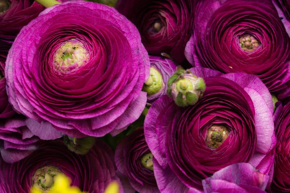 5 Purple Ranunculus Bulbs for Planting